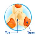 thumbnail image 3 of Hartz  Chew & Clean Tri Point Bone Dog Toy for Medium Dogs, 3 of 5