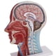 thumbnail image 5 of Cabeza Anatómica Modelo Neurovascular Superficial Yotijar con Vasos Del Cuello Sección Del Plano Sagital Estatua de cuello de cabeza humana, 5 of 6