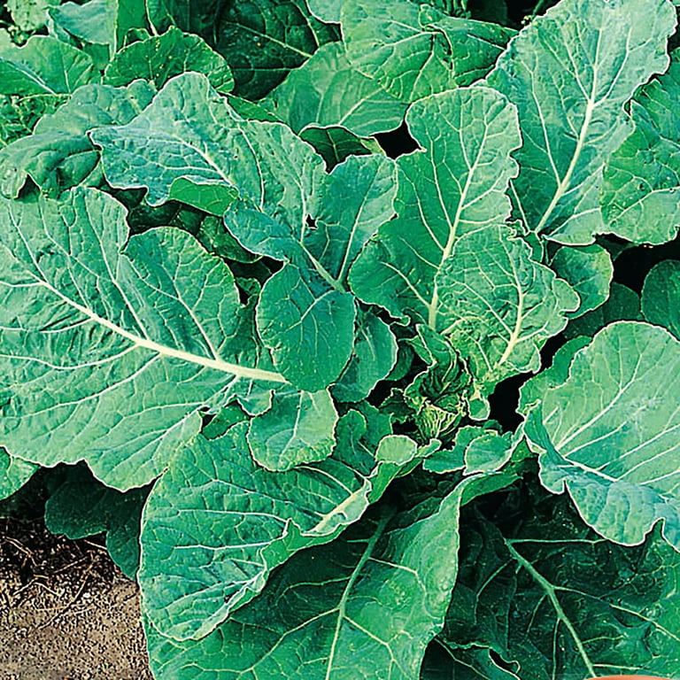 Collards Georgia Southern Annual Vegetable Organic Seeds from Ferry-Morse Seeds