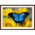 thumbnail image 2 of Australian Mountain Blue Swallowtail Butterfly on sunflower, Animals Botanical Framed Art Print Wall Art by Darrell Gulin Sold by Art.Com, 2 of 6