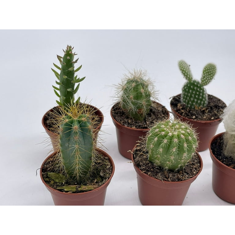 Mini Cacti Assortment, Tiny Cactus Set, Bunny Ears, Old Man, Pink eves pin  Needle, Easter Lily, Barrel, 6 Different Cacti in 2 inch pots