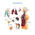 thumbnail image 4 of Human Body Model Organs Simple Assembly Learning Tool Kit Anatomy Model Display STEM Gift Teaching Supplies, 4 of 6