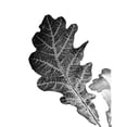 thumbnail image 2 of Phillip, Jamie 15x18 Black Modern Framed Museum Art Print Titled - Shaded Leaf 2, 2 of 4
