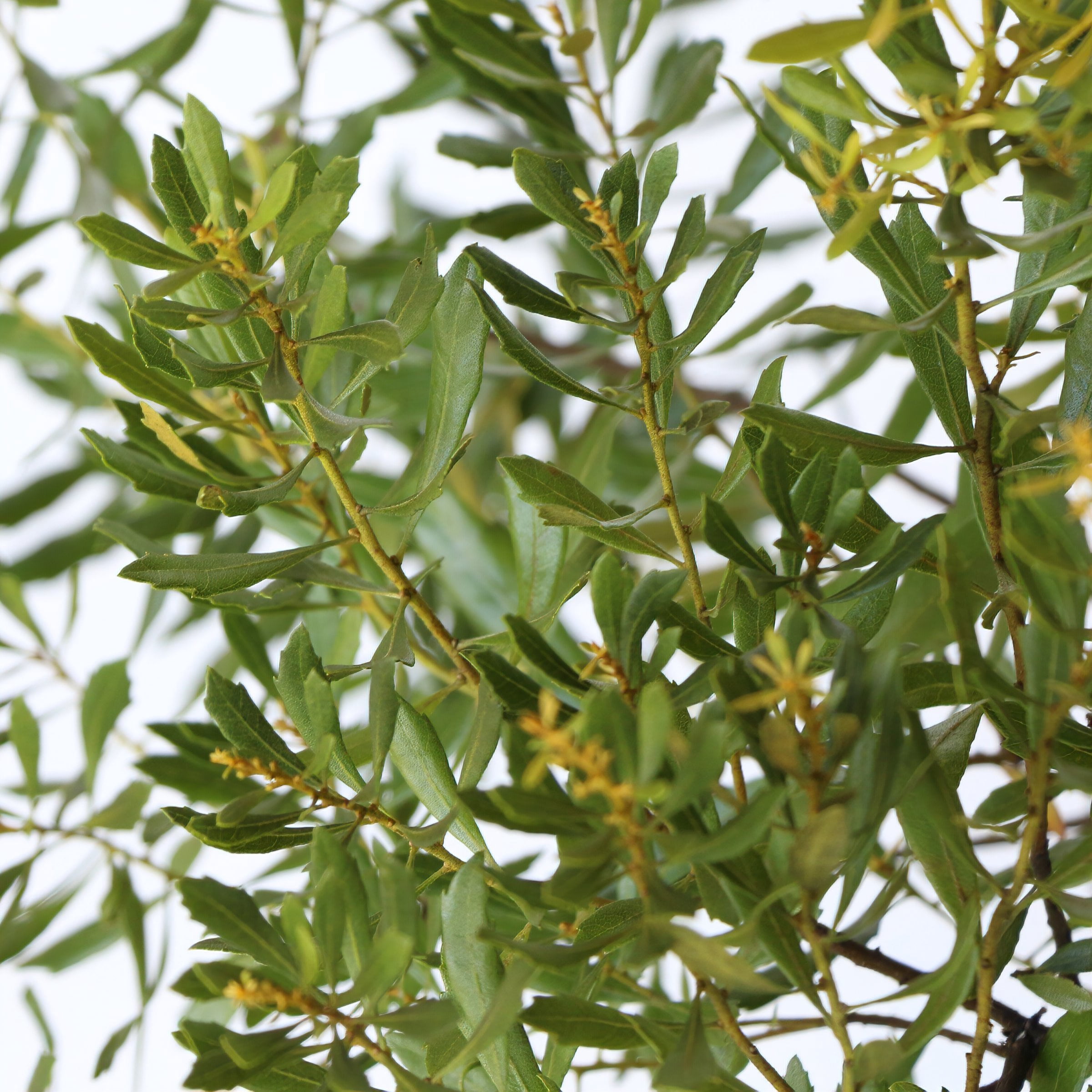 Live Shrub 3 gal Dwarf Wax Myrtle with Full Sunlight
