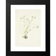 thumbnail image 2 of Mary Vaux Walcott 14x18 Black Modern Framed Museum Art Print Titled - Naiad Springbeauty. Claytonia Parvifolia (1925), 2 of 5