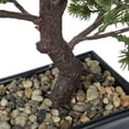 thumbnail image 5 of Vickerman 12" Artificial Potted Pine Bonsai Tree., 5 of 8