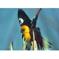 thumbnail image 2 of Fitzharris, Tim 32x24 Black Ornate Wood Framed with Double Matting Museum Art Print Titled - Yellow-headed Blackbird, 2 of 4