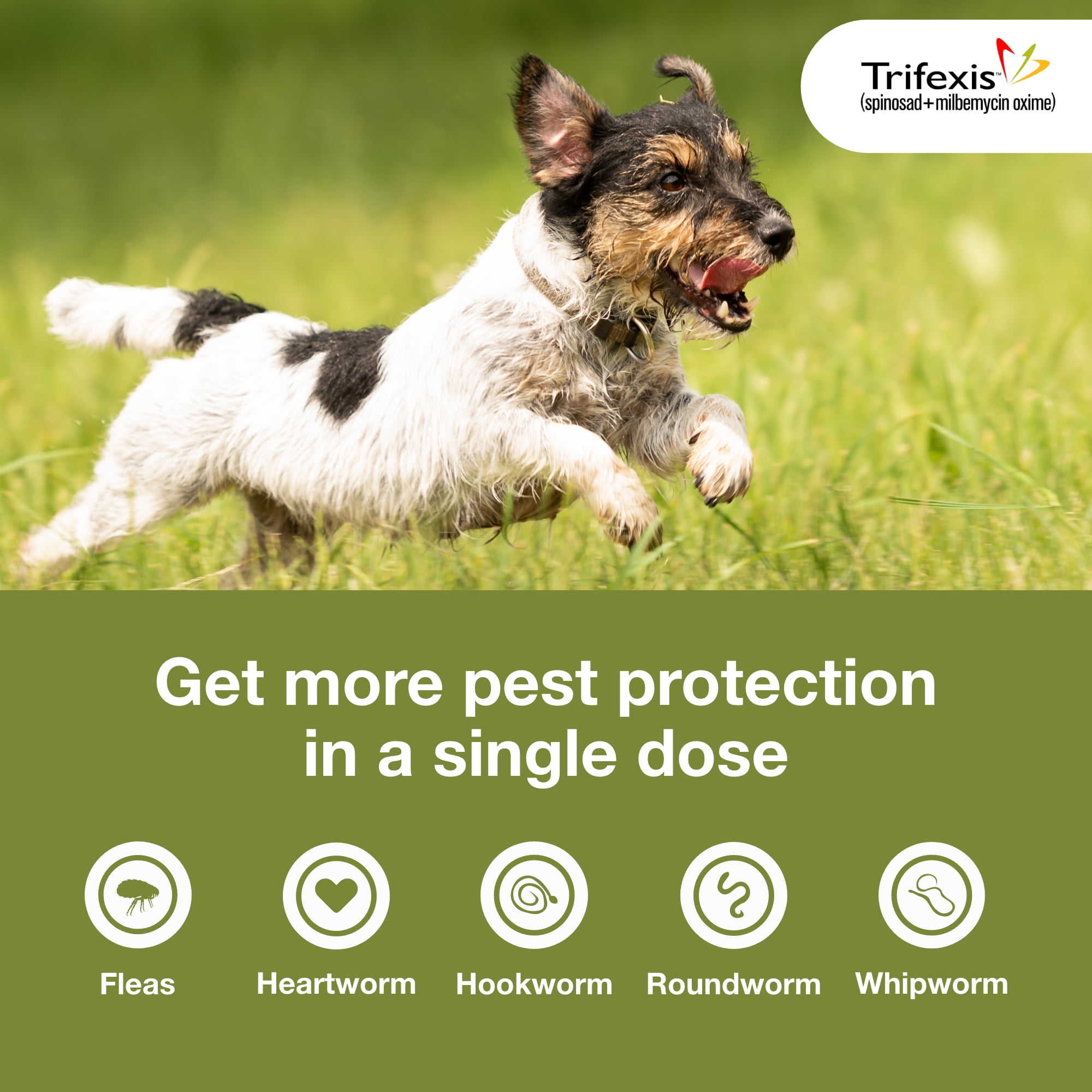 Trifexis dog best sale medication