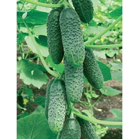 Wisconsin Seeds Seeds Cucumber Wisconsin Ukraine Heirloom Vegetable Seed | Walmart Canada