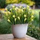 thumbnail image 5 of Flor Artificial, Plantas Artificiales de Exterior Plantas Colgantes de Interior para Exteriores Jardines Ecológicos Porches Casas de Campo Bodas Decoración Exterior Terrazas Plástico Simulado Pequeña, 5 of 6
