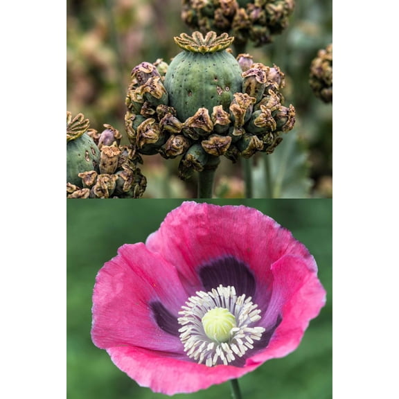 100 Seeds HENS and CHICKS Poppy Hens & Chickens Breadseed Lettuce Leaf Papaver Somniferum Flower Seeds
