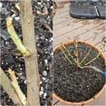 thumbnail image 3 of Rose, Low Maintenance - Easy Grow - Ideal for Beds Borders, Plant Pots & Planters, 3 of 4
