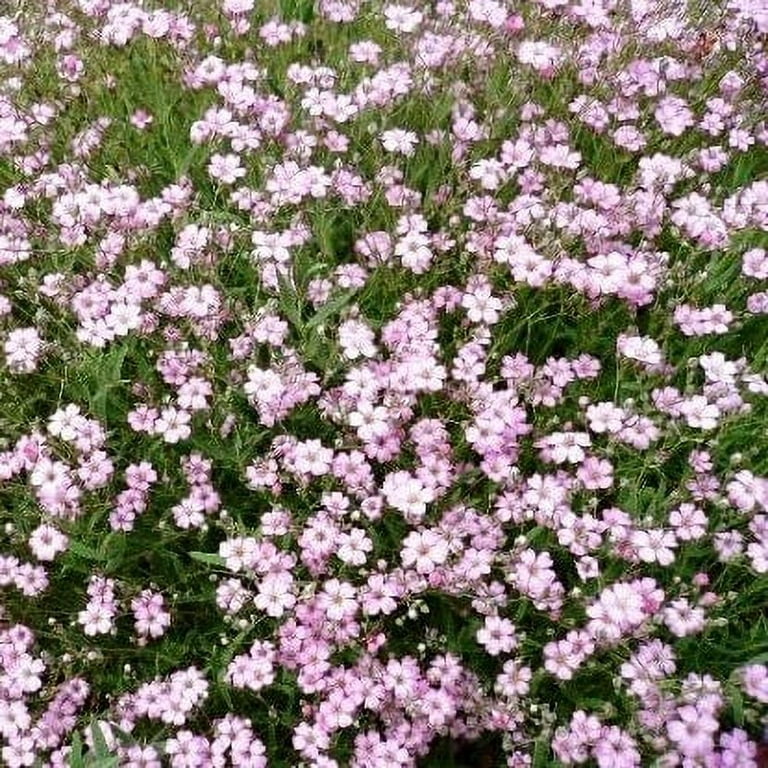 1,000 Babys Breath Seeds for Planting - Easy to Grow Annual Flowers