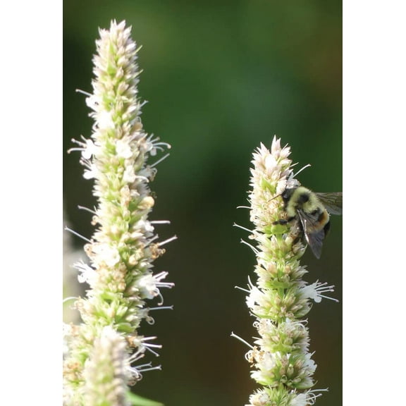 Purple Giant Hyssop Seeds for Planting (200 Seeds) Stunning Wildflowers - Agastache scrophulariifolia