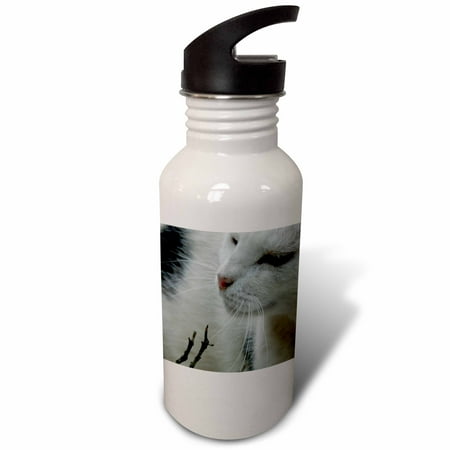 

The Whisker Trail - black and white cat cat cats cute pet pet portrait tuxedo 21 oz Sports Water Bottle wb-46780-1
