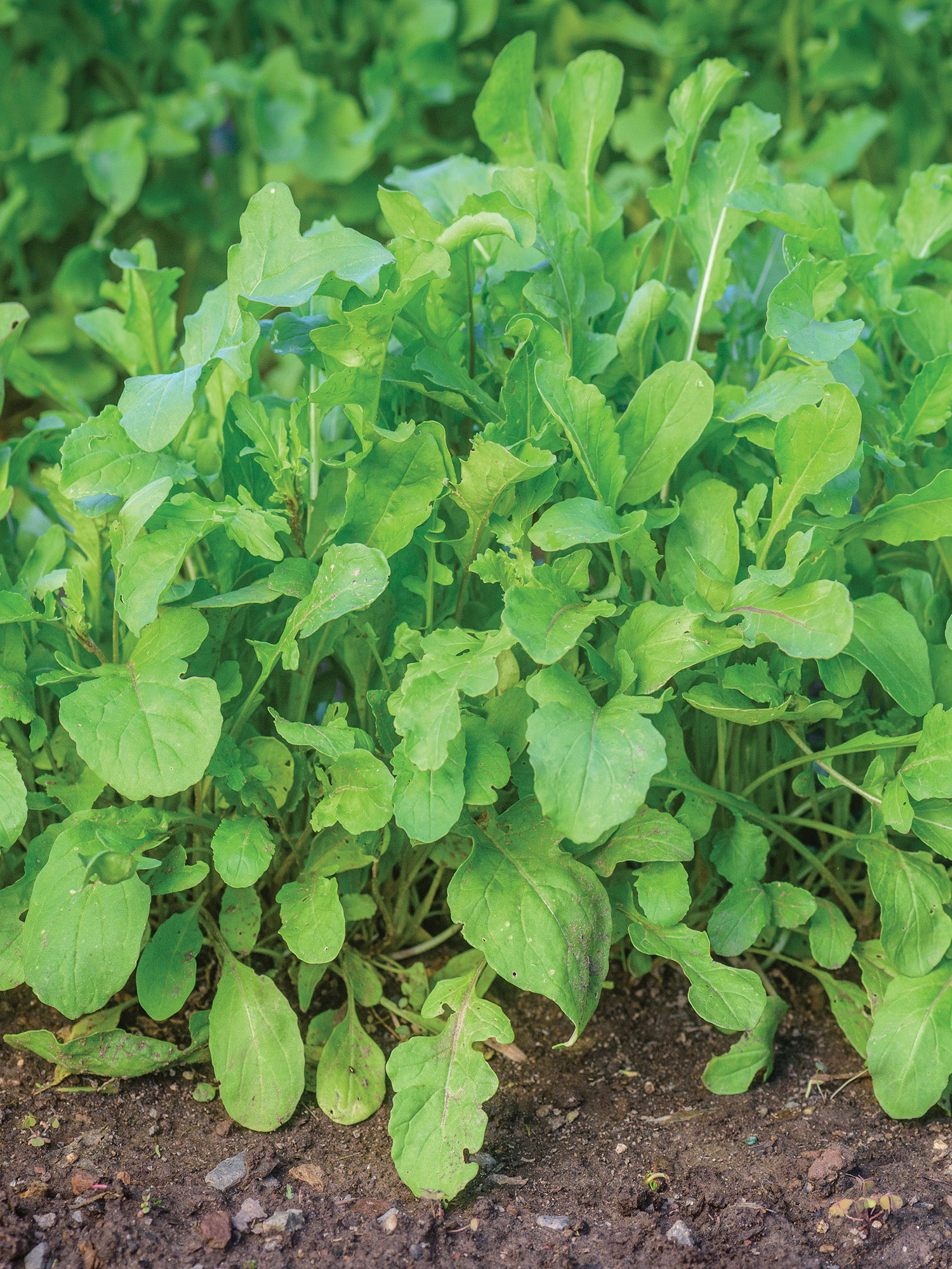 Burpee Rocket Arugula Annual Vegetable Seed, 1-Pack, Full Sun
