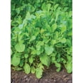 thumbnail image 3 of Burpee Rocket Arugula Annual Vegetable Seed, 1-Pack, Full Sun, 3 of 4