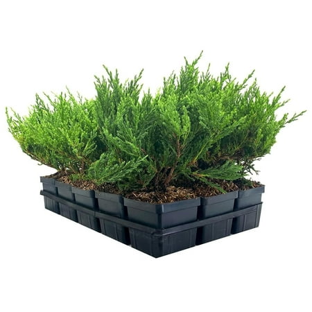 Juniper Andorra Compacta 15 Live 4 Inch Pots Juniperus horizontalis Andorra Compacta Low-Growing Evergreen Ground Cover Drought-Tolerant Landscaping Plants