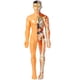 thumbnail image 1 of KAKOWELY Modelo de cuerpo humano, juguete para niños, modelo de ensamblaje de órganos internos para uso didáctico., 1 of 5