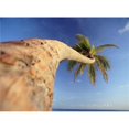 thumbnail image 1 of Palm Tree Above Bavaro Beach At Dawn Poster Print, 32 x 24 - Large, 1 of 1