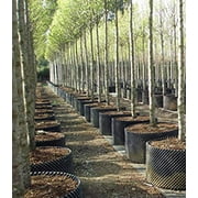 Superoots Air-Pot THAP5 3.6 Gallon/13.8 Liter Propagation Garden Pot Planter Container, Black with Green Base, (Single)
