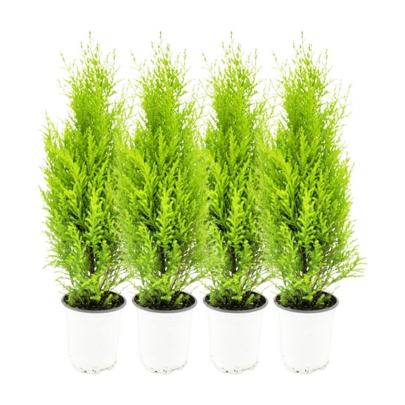 4-PK Live Dwarf Lemon Cypress, Cupressus macrocarpa ‘Goldcrest Wilma,’ Live Indoor Tree, Houseplant, Garden Plant, Fragrant Plant, 4.5-in Pots