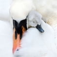 thumbnail image 2 of Parker, Jacky 26x26 White Modern Wood Framed Museum Art Print Titled - A Mothers Love, 2 of 4