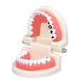 thumbnail image 2 of Graflsoa Educational Dental Teeth Model for Teaching, Dental Offices, and Schools - High-Quality Resin Teeth Demonstration Tool for Students and Dentists, 2 of 6