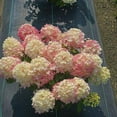 thumbnail image 3 of Fire Light Tidbit® Panicle Hydrangea, 3 of 6