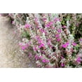 thumbnail image 5 of 20 CAT THYME Teucrium Marum aka Cat Crack, Kitty Crack, & Mediterranean Germander Silvery Foliage Red Purple Flower Herb Sub-Shrub Seeds, 5 of 5
