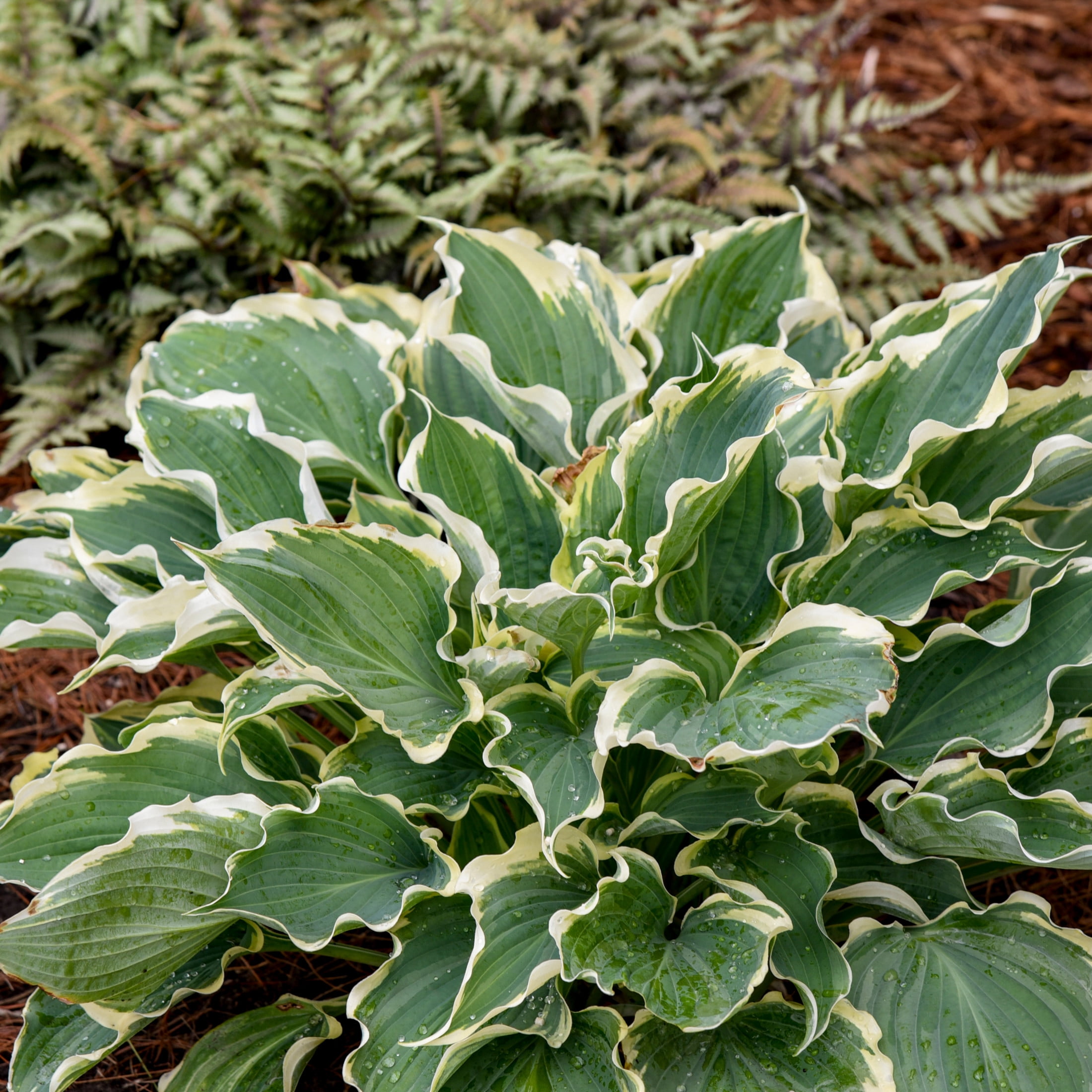 Proven Winners 6" Blue Shadowland 'Hope Springs Eternal' Hosta Live Plant in 6.5" Pot