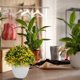 thumbnail image 4 of Centro De Mesa Artificial En Maceta Mini Arbustos Decorativos En Maceta Para Oficina, Hogar Y Decoración De Interiores, 4 of 4