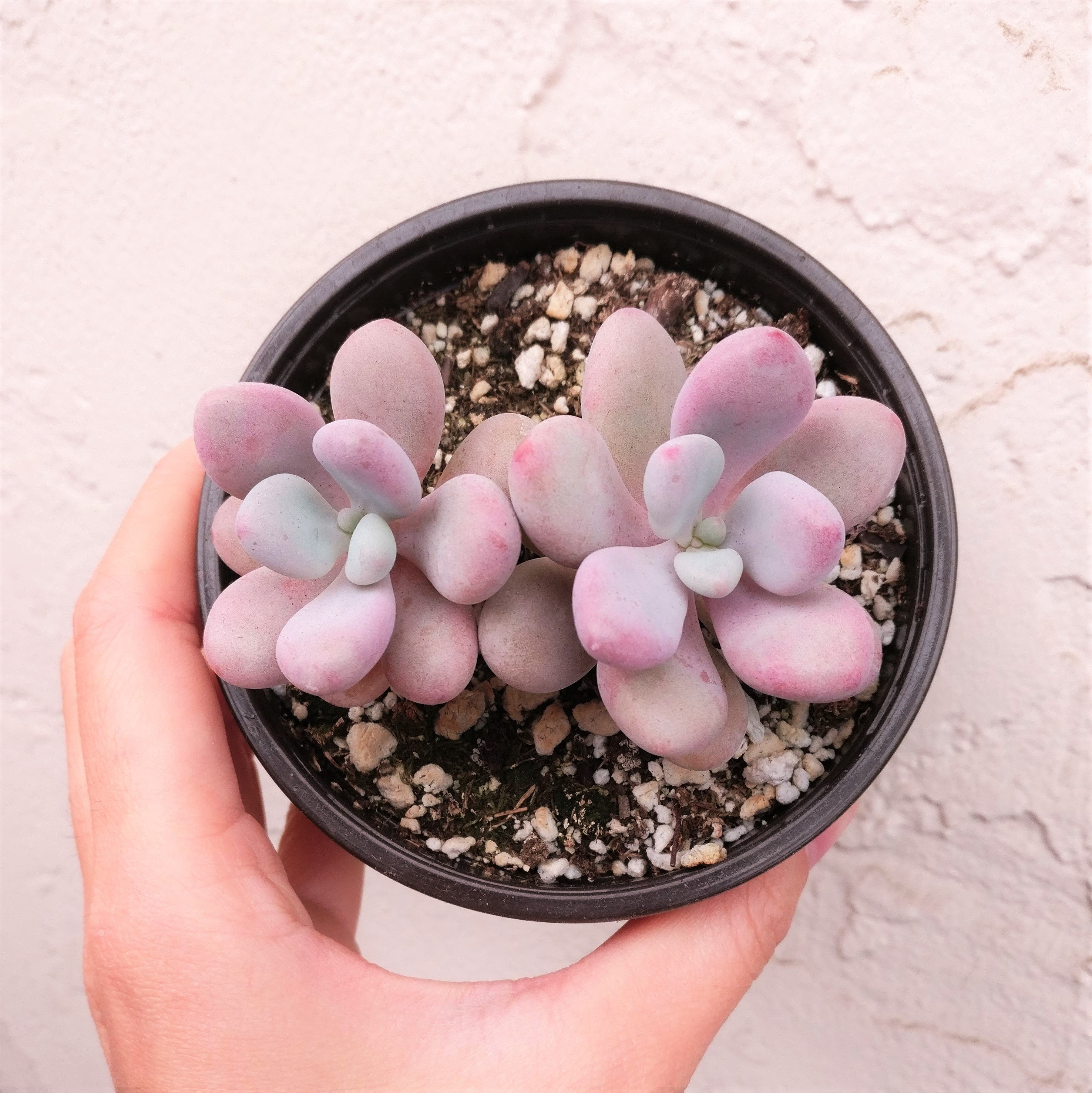 e7c81274-11c2-47cc-bca7-