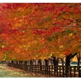 thumbnail image 2 of Gulin, Sylvia 28x26 Gold Ornate Wood Framed with Double Matting Museum Art Print Titled - USA-Washington State-North Bend fence and tree lined driveway in fall colors, 2 of 4