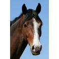 thumbnail image 2 of Horses Head Wall Mural by Wallmonkeys Peel and Stick Graphic (24 in H x 16 in W) WM347401, 2 of 4