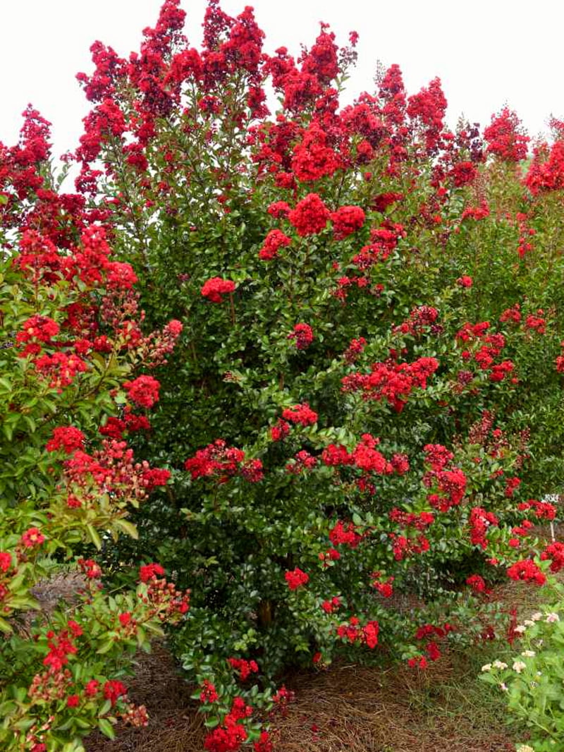 First Editions 1-1.5 ft tall Ruffled Red Magic Crape Myrtle Live Tree in 1-Gallon Grower Pot
