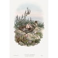 thumbnail image 2 of Gould, John 11x14 Black Modern Framed Museum Art Print Titled - The birds of Great Britain-Cuculus Canorus, 2 of 4