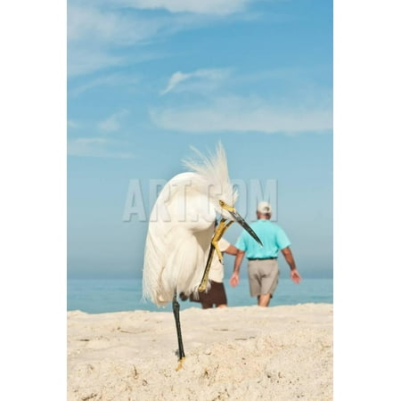 Snowy Egret Standing on Sandy Beach on One Leg and Showing Feathers with People Walking Print Wall Art By Robert F