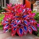 thumbnail image 1 of Semillas de Hosta variegada, 100 semillas por planta., 1 of 1