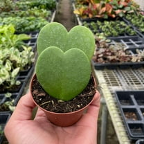 Hoya Sweetheart Live Plant for Indoor | Different Houseplants in 3'' Pot | Real House Plant for Living Room, Office, Desk & Bathroom | Sweetheart | Lucky-heart | Hoya kerrii