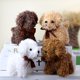 thumbnail image 1 of 4Colors, Simulation Teddy Dog 11CM Approx. Plush Stuffed Doll ToyChocolate Color11cm He Qiyong unisex, 1 of 1