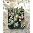 thumbnail image 4 of 2 inch Collection Of 12 Fully Rooted Unique Rare Succulent Plants, 4 of 4