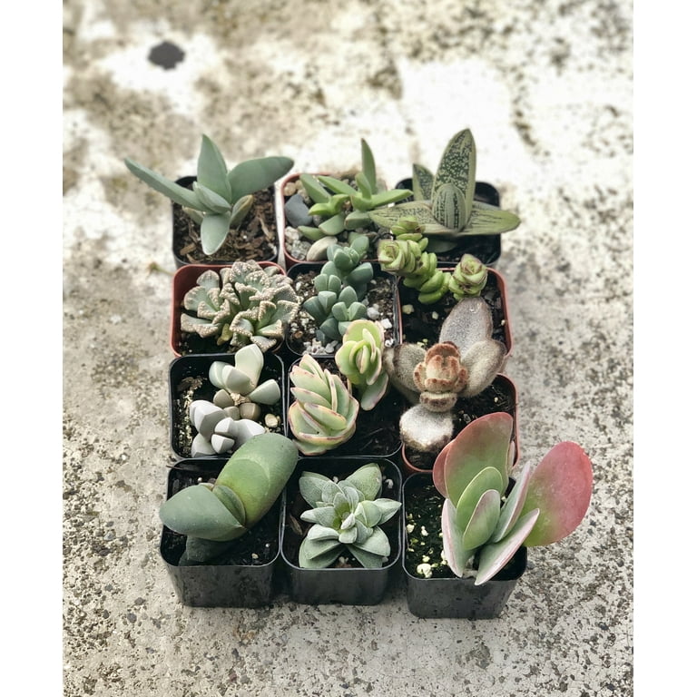 2 inch Collection Of 12 Fully Rooted Unique Rare Succulent Plants