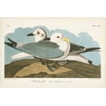 thumbnail image 2 of Audubon, John James 32x23 Black Ornate Wood Framed with Double Matting Museum Art Print Titled - Pl 224 Kittiwake Gull, 2 of 4