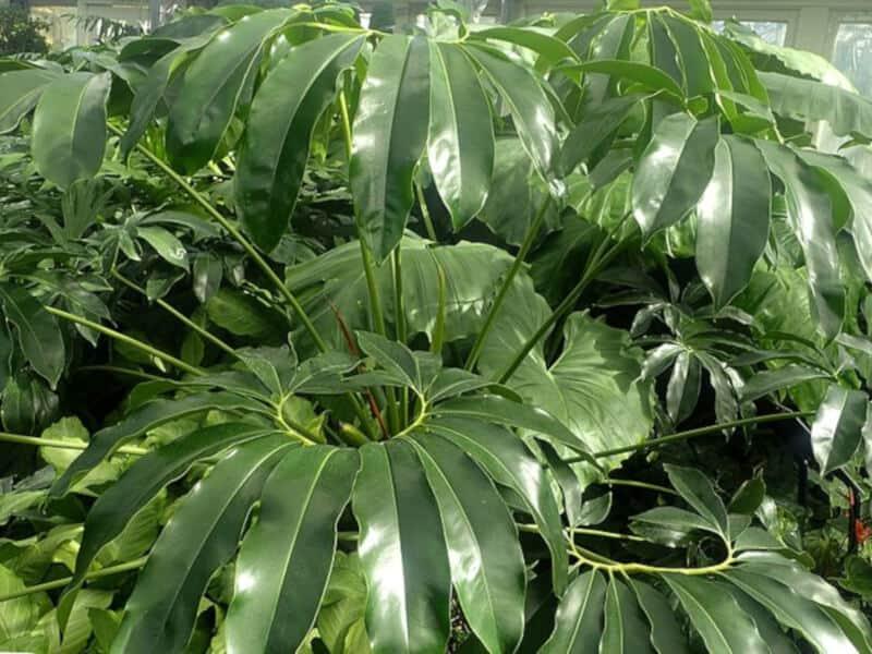 RedCrocus Finger Leaf Philodendron- Large Lobed Tropical Indoor Plant, Pet Toxic, High Humidity, Easy Care, Ideal for Gardens & Decor 14" Pot