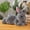 Gray-12in, variant on Cute Rabbit Bunny Stuffed Animal Plush Toy for Girlfriend Adult Kids Easer Birthday Christmas Gift