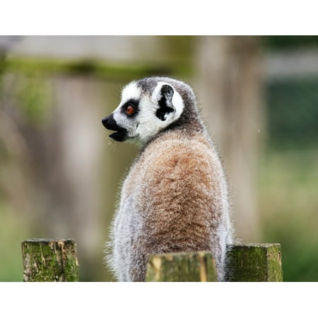 - LAMINATED POSTER Wild Lemur Mammal Animal Madagascar Monkey Poster Print 24 x 36