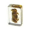 Ed Speldy East PW109 Real Bug Paperweight Regular-small-Crab