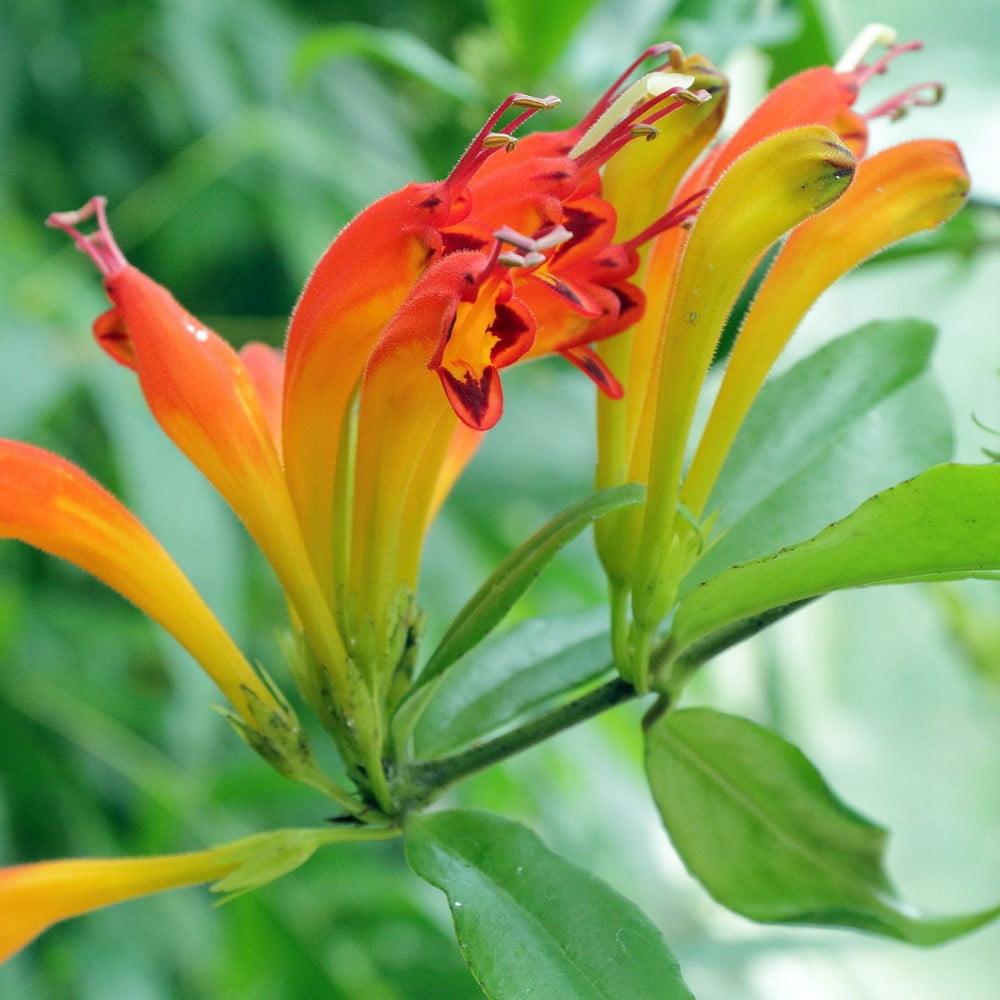 Orange Lipstick Plant 4" Pot Aeschynanthus Easy to Grow Walmart