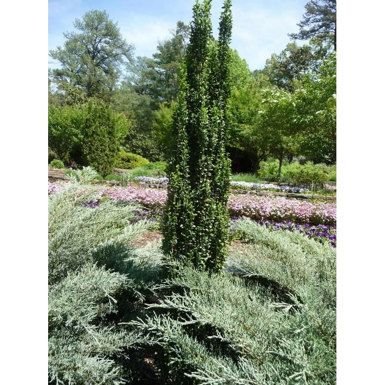 Expert Gardener Sky Pencil Japanese Holly (2.5 Gallon) Narrow and